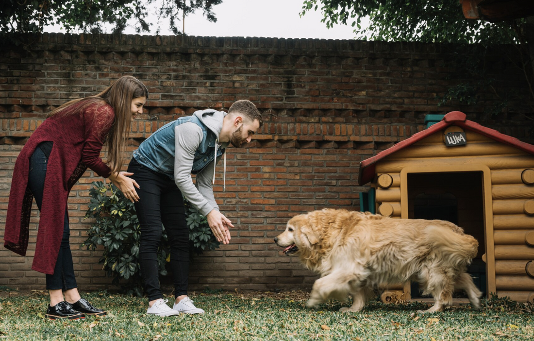 Schița de proiect construcție cușcă câine orice talie