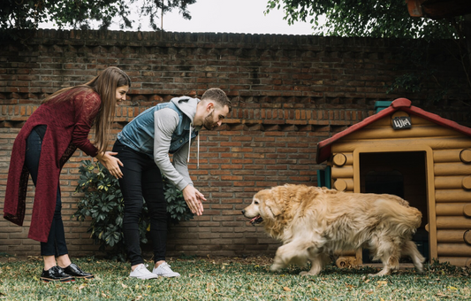 Schița de proiect construcție cușcă câine orice talie